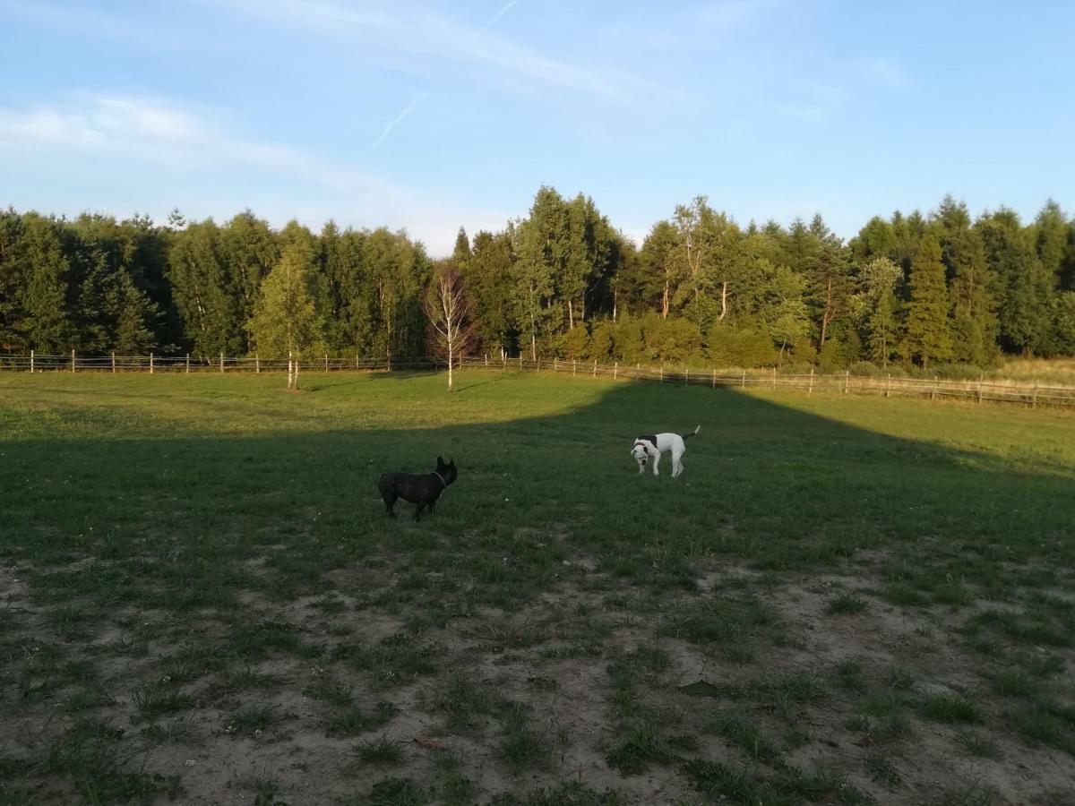 Pensjonat Przy Stajni Kierzkowo  Luaran gambar