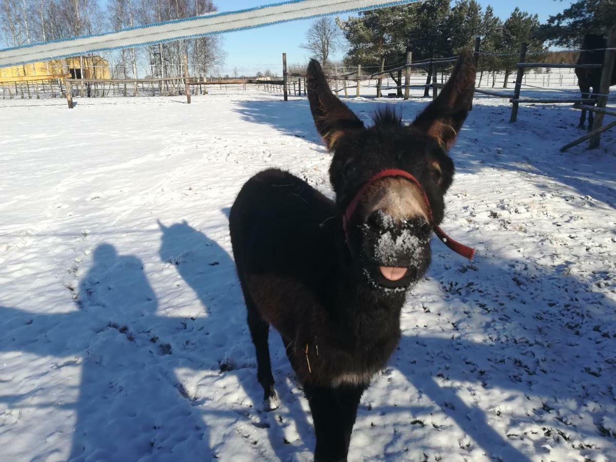 Pensjonat Przy Stajni Kierzkowo  Luaran gambar