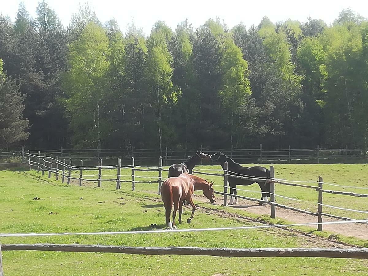 Pensjonat Przy Stajni Kierzkowo  Luaran gambar