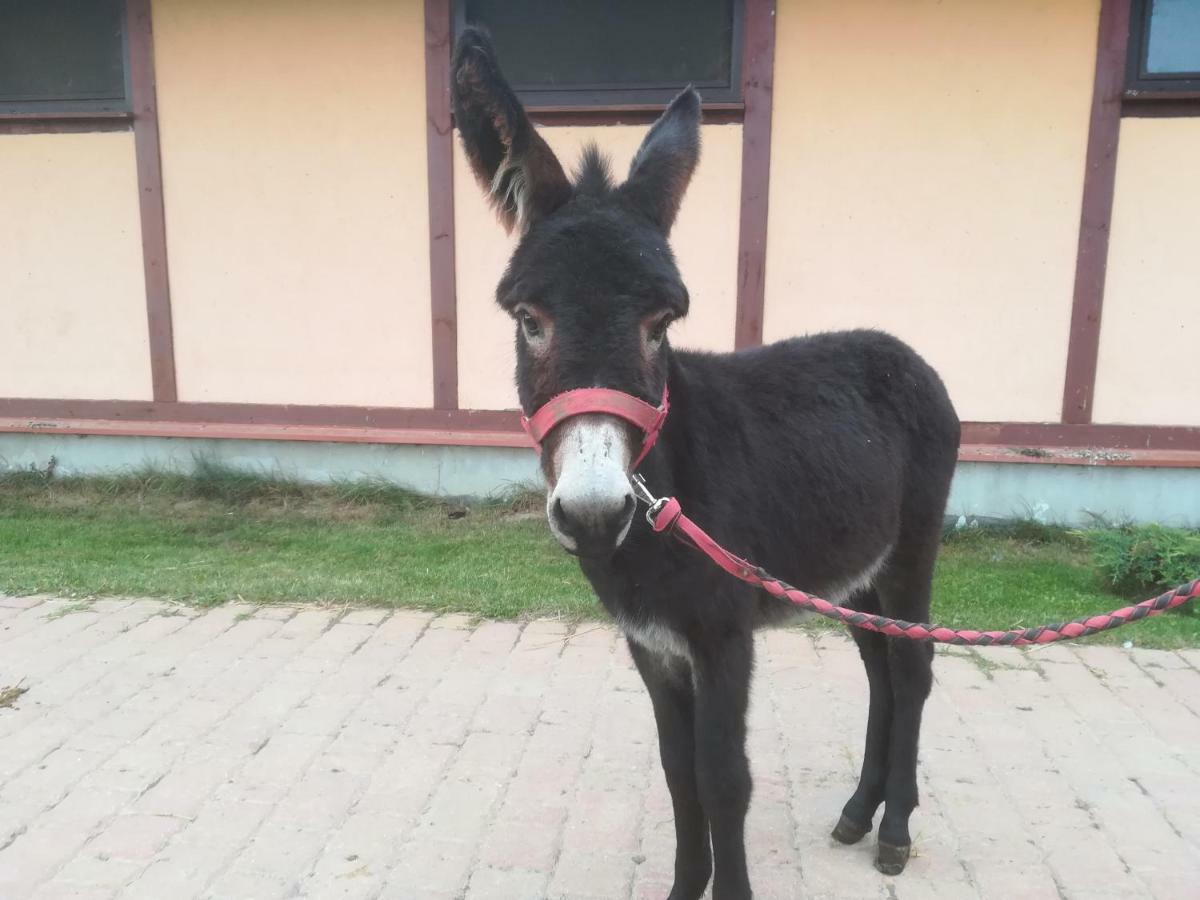 Pensjonat Przy Stajni Kierzkowo  Luaran gambar