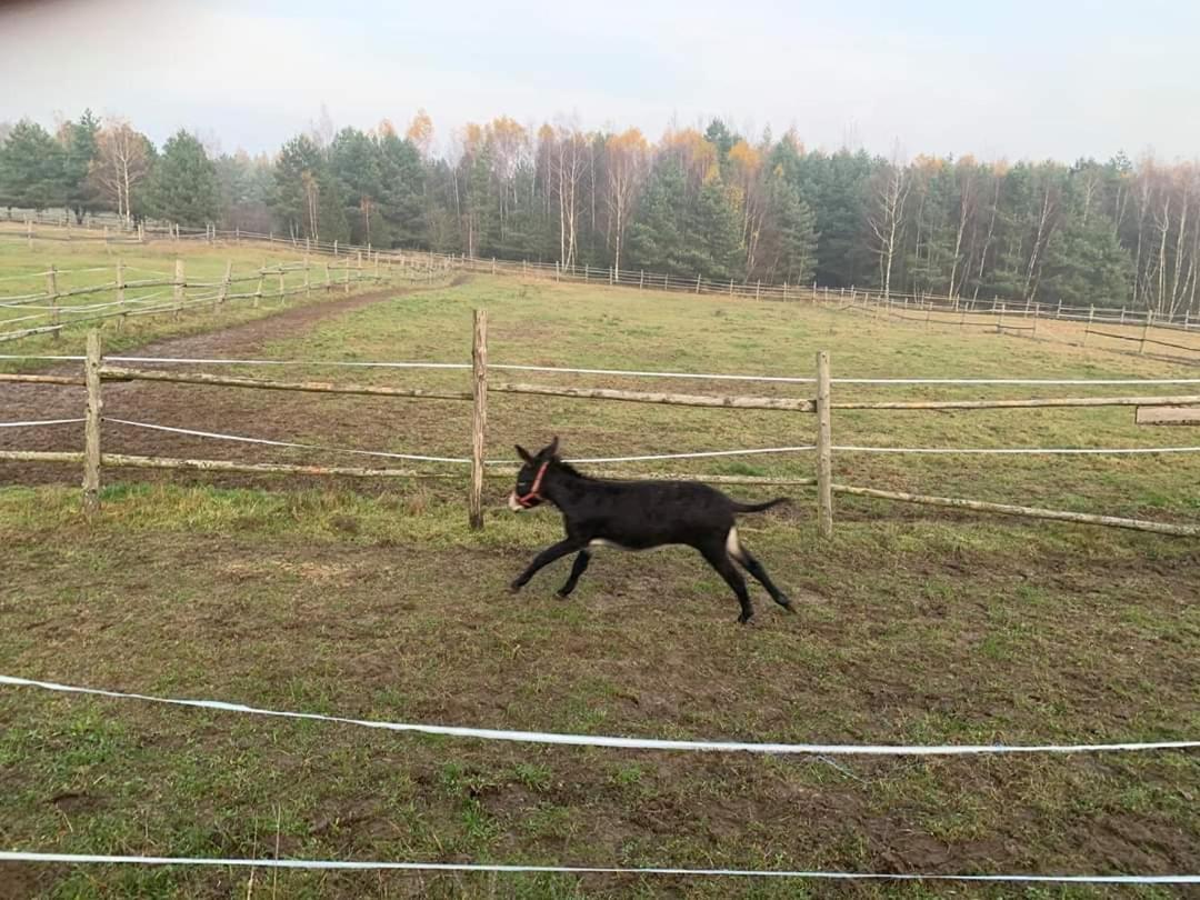 Pensjonat Przy Stajni Kierzkowo  Luaran gambar